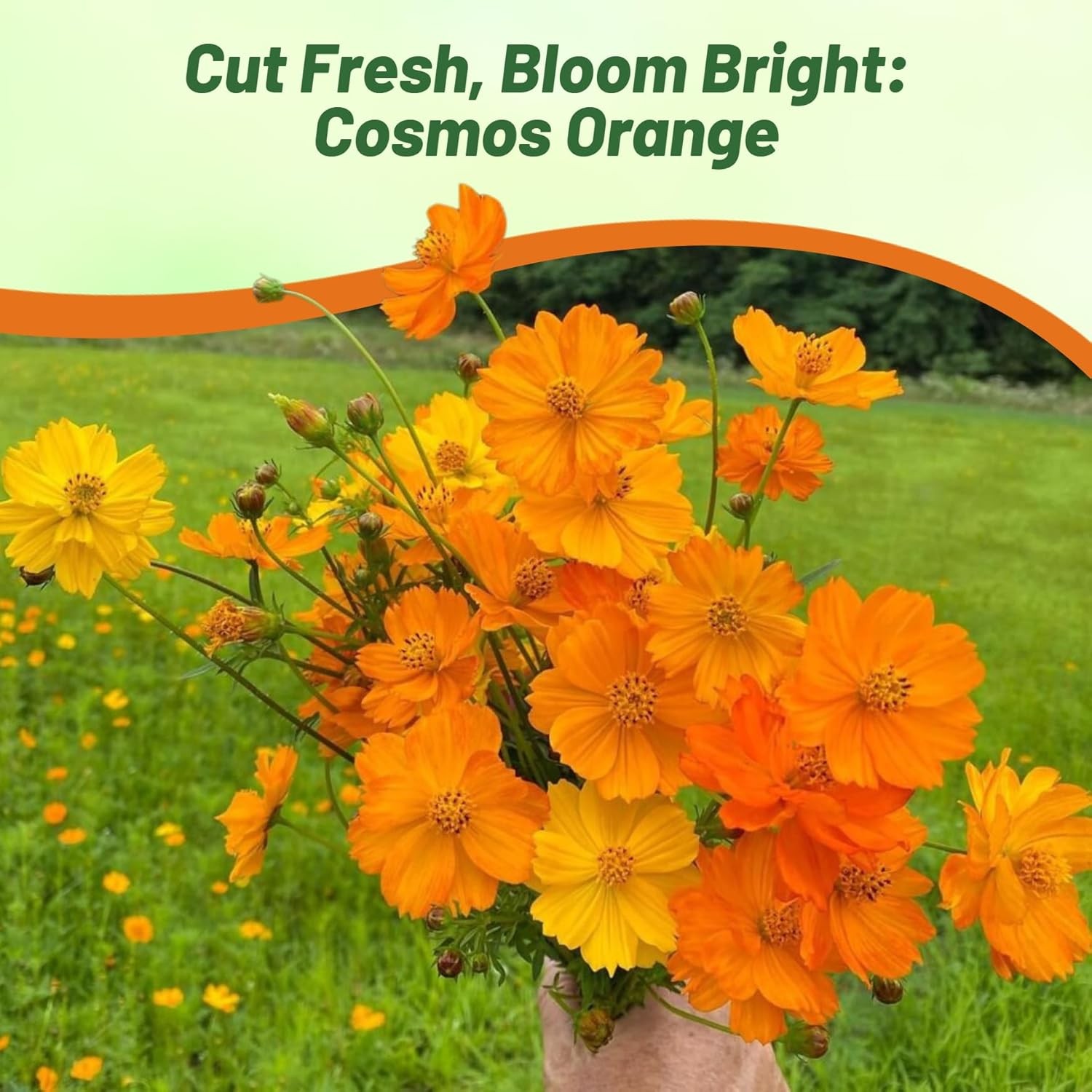 2000 Seeds Klondike Drought Tolerant Cosmos Sulphureus Orange Garden Flower