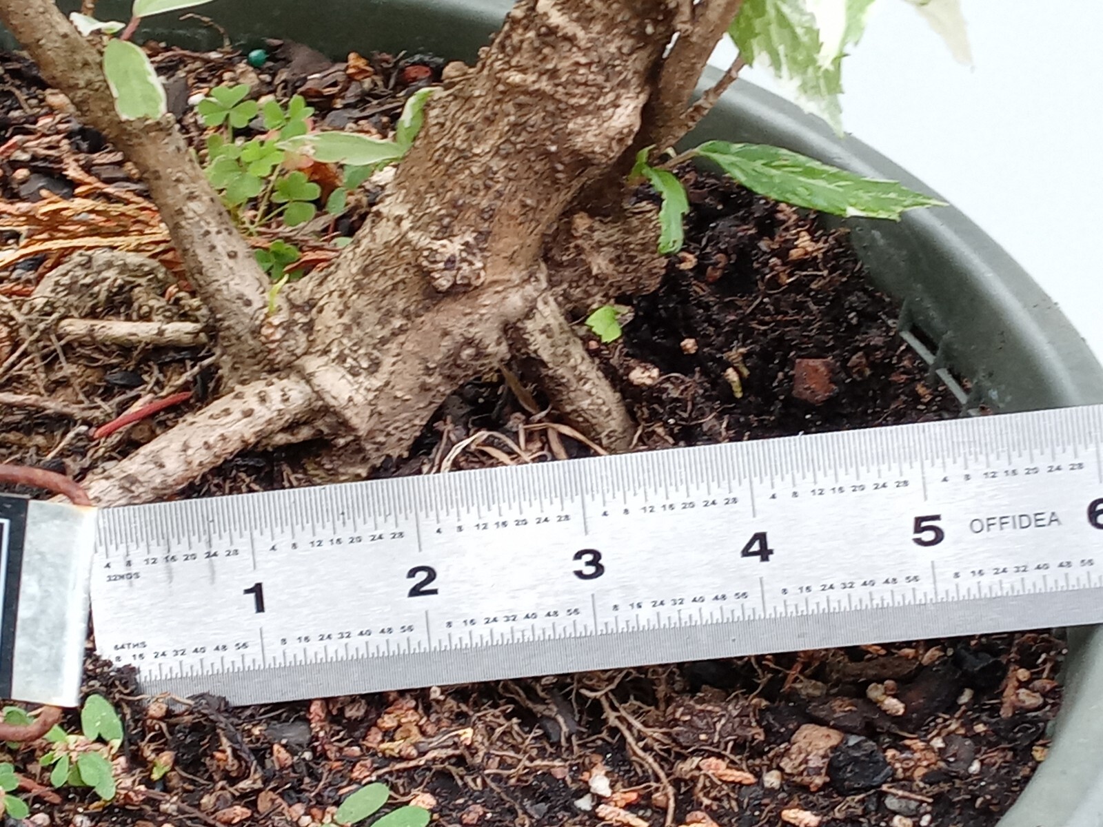 SNOW QUEEN Tropical Hibiscus Bonsai Plant Variegated leaves and Red Flower
