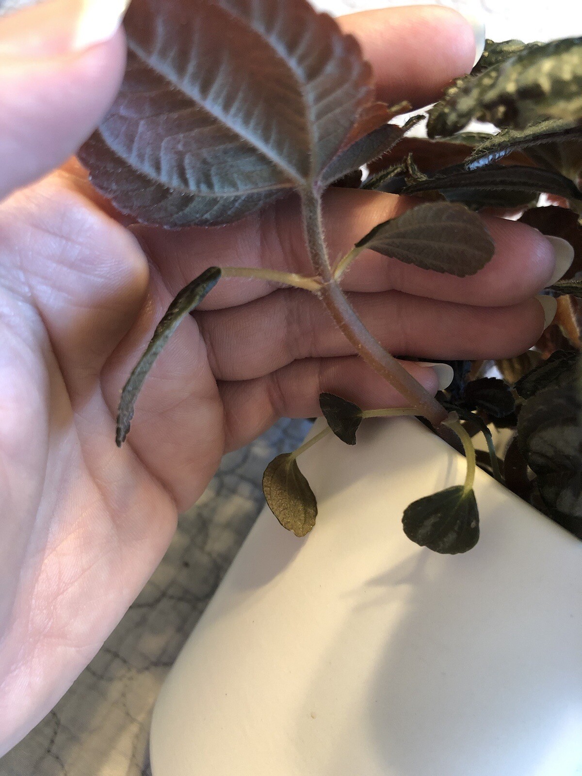 Pilea Spruceana Norfolk Terrarium Plant Cutting Plantlet Vivarium Dart Frog