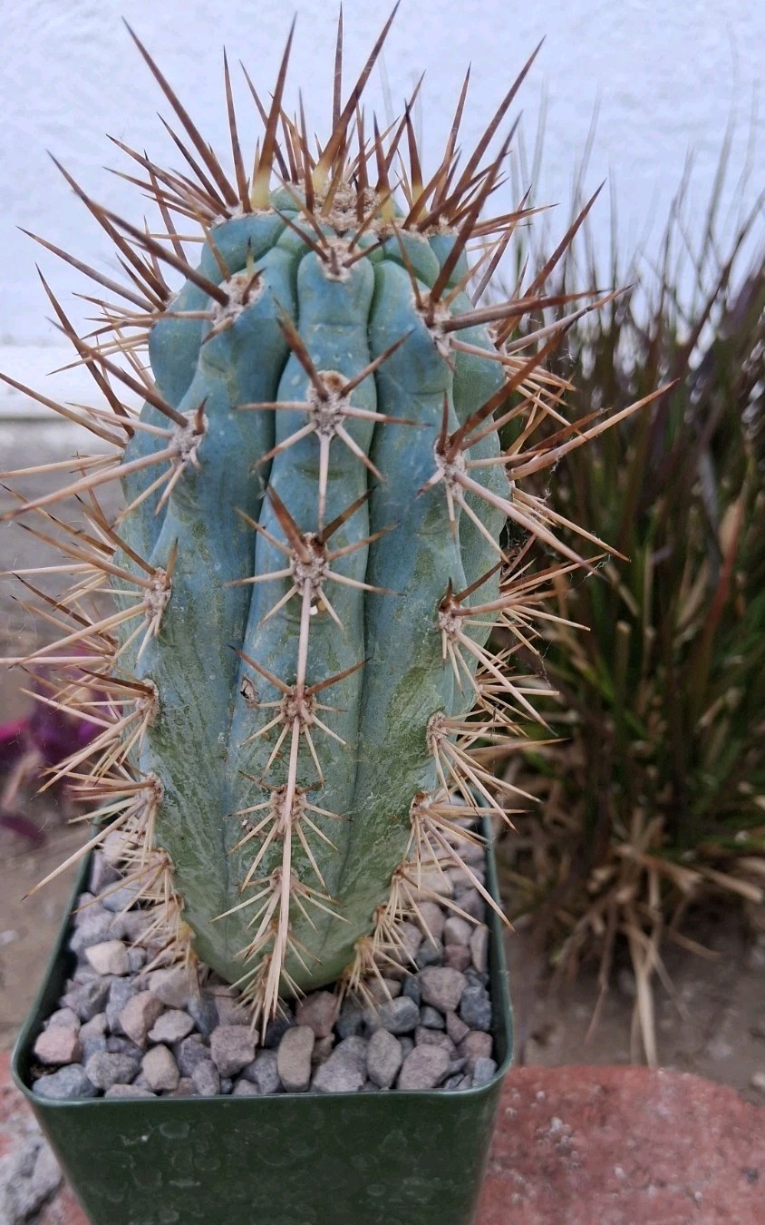 Browningia Hertlingiana Blue Cereus Cactus 5″ Hx2″W Ships In A 4″ Pot BEAUTIFUL!
