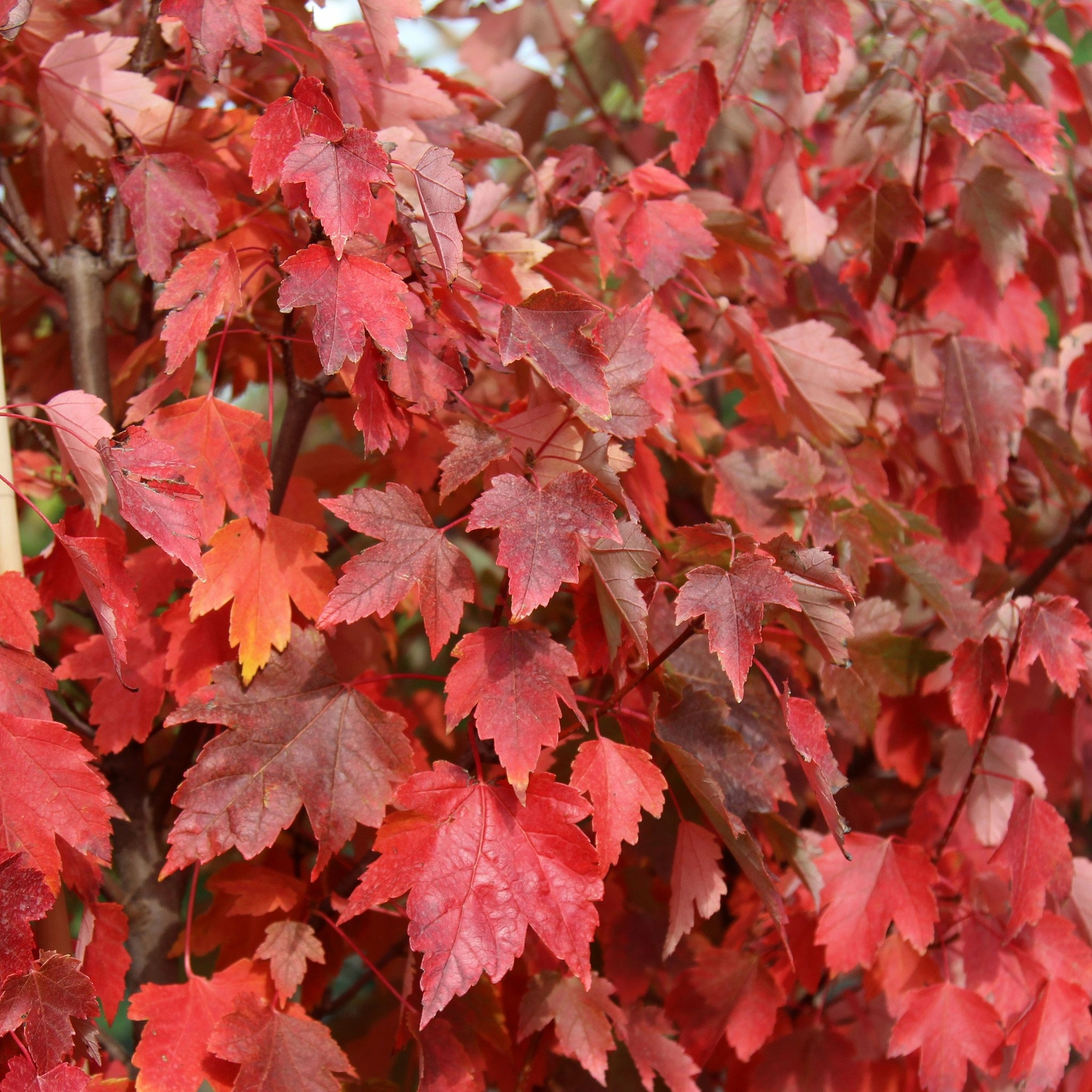 Sun Valley Red Maple Tree – Live Plant – 20-28″ Tall – Gallon Pot – Ships Potted