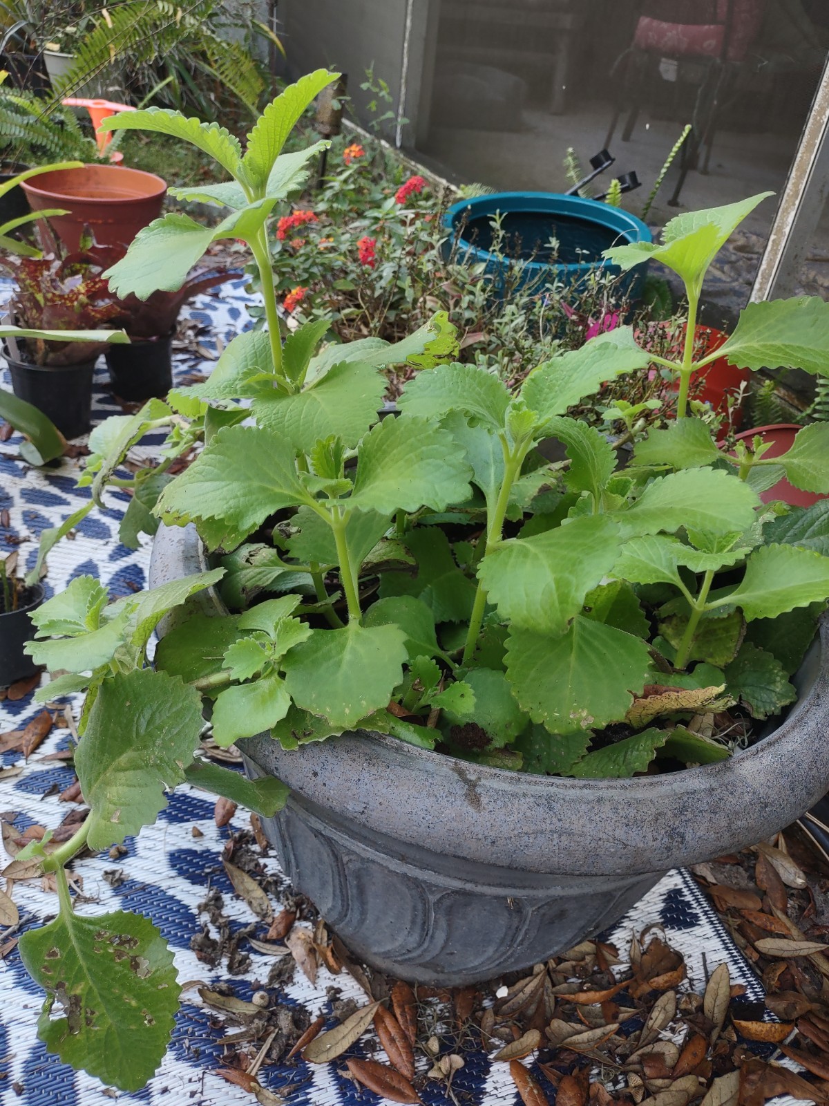 Cuban Oregano Live Plant – Rooted – 4” Pot – Edible & Aromatic – Easy Care