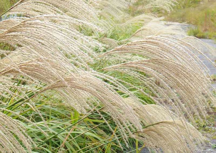 (3)Variegated Japanese Silver Grass Cabaret Miscanthus Ornamental Grass Plant