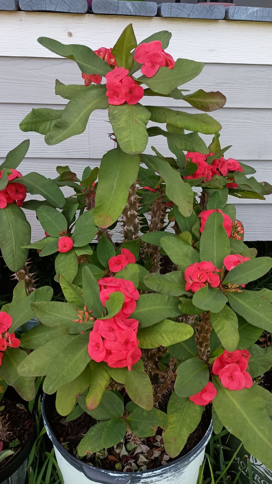 Hot Pink Crown Of Thorns Cutting ( 1 Count )