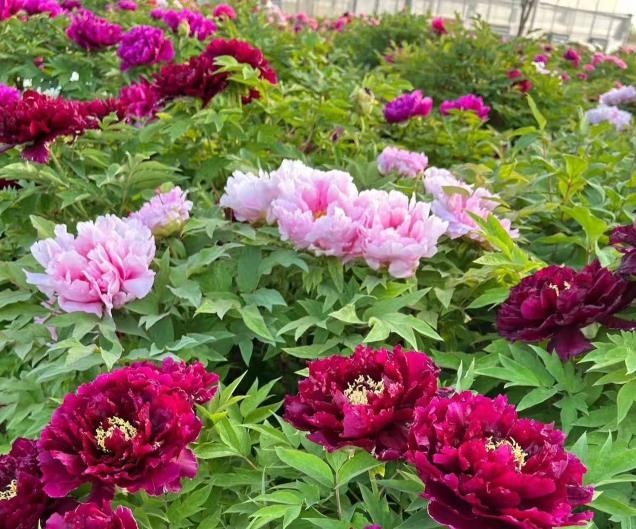 10 Deep PINK Large peony seeds, emitting a pleasant fragrance. Free shipping
