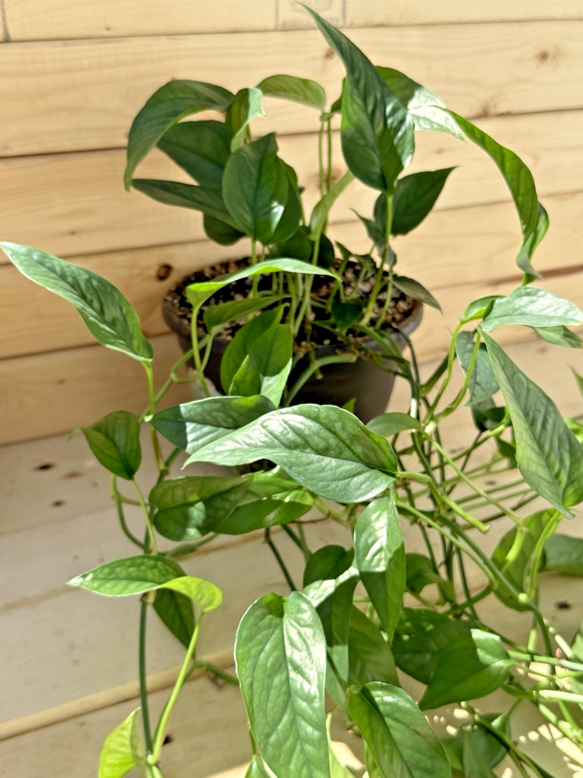 Skeleton Key Epi – Rooted in 6 inch Hanging Pot – Trailing! So Long!
