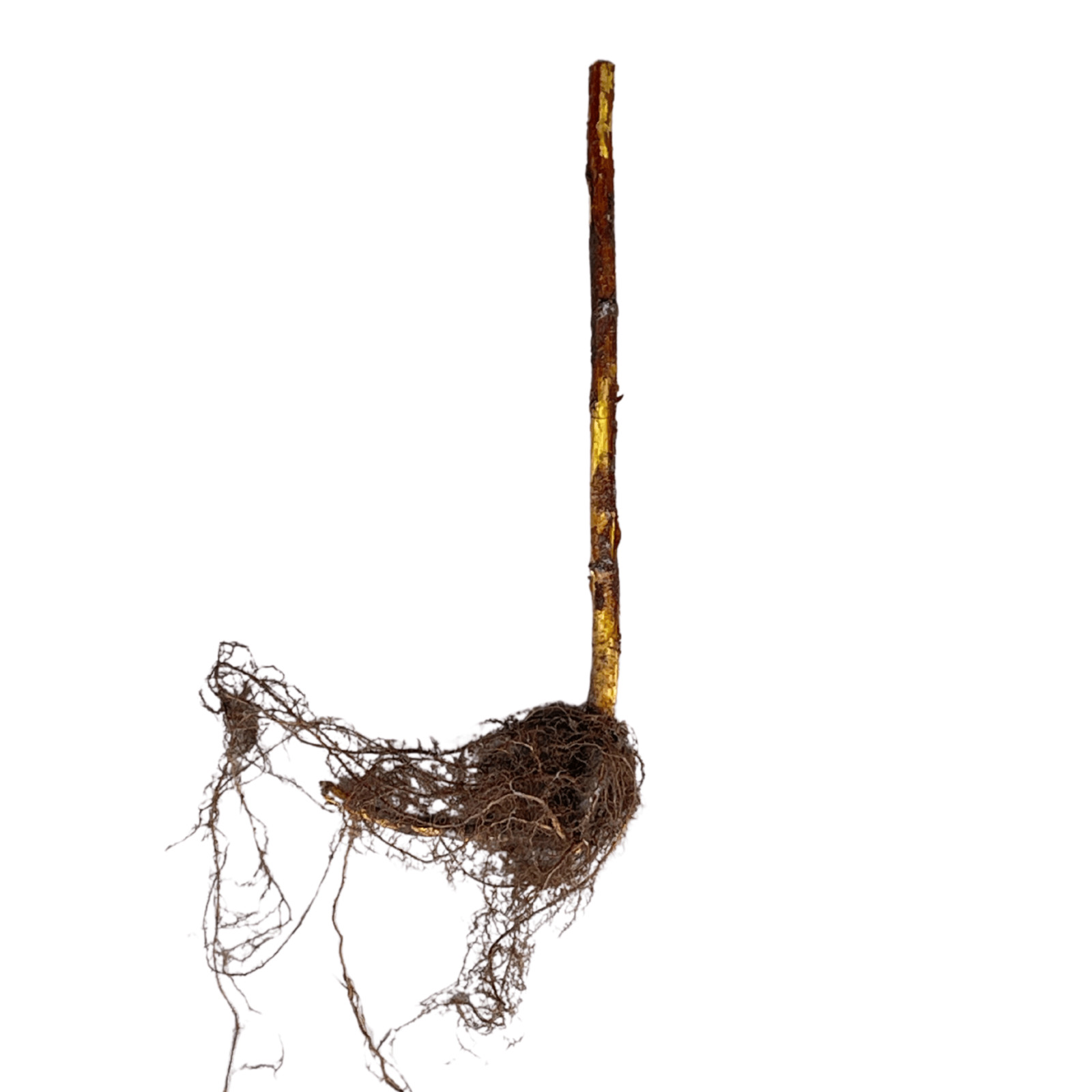 Hand Picked Nursery Prelude Raspberry Canes – Bare Root Canes, 1-Year-Old