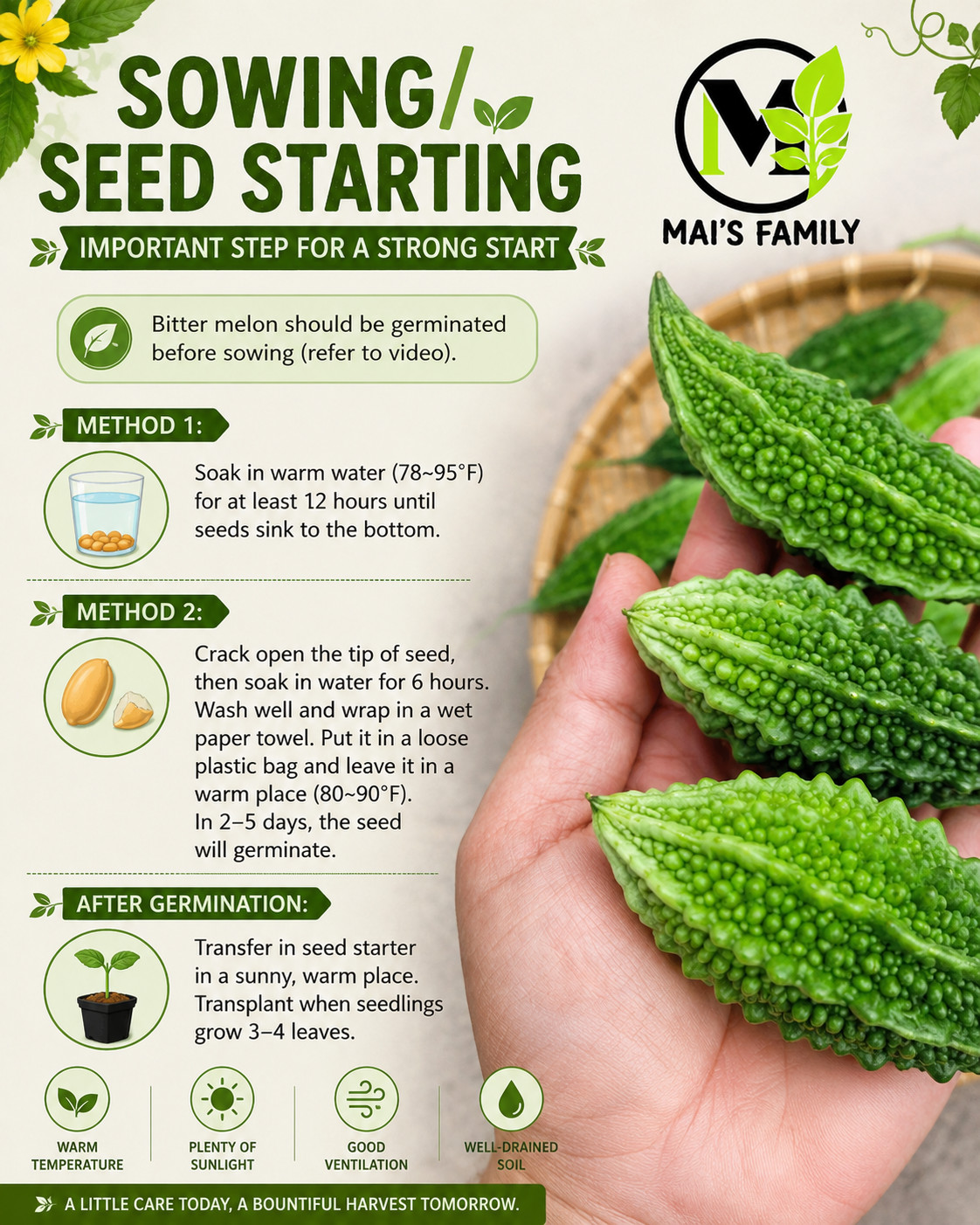 Indian Babe Short Bitter Melon Seeds, Khổ qua rừng lùn gai. Non-GMO Heirloom