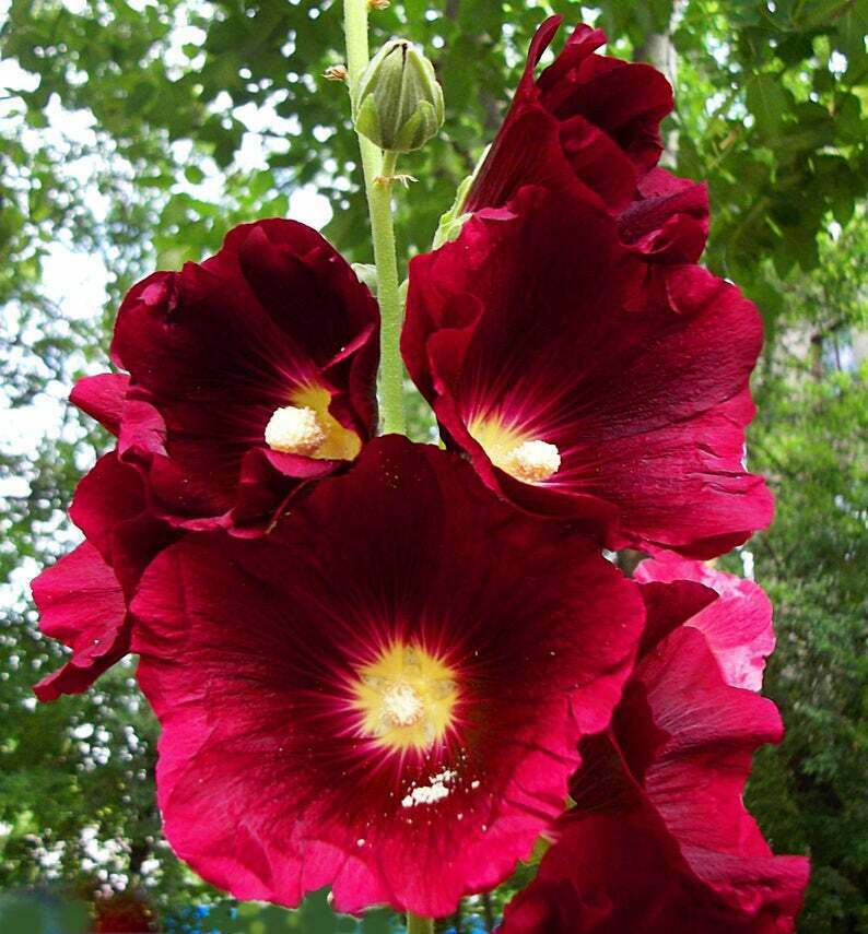 25 Burgundy Red Hollyhock Seeds Perennial Flower Flowers Seed 229 US SELLER