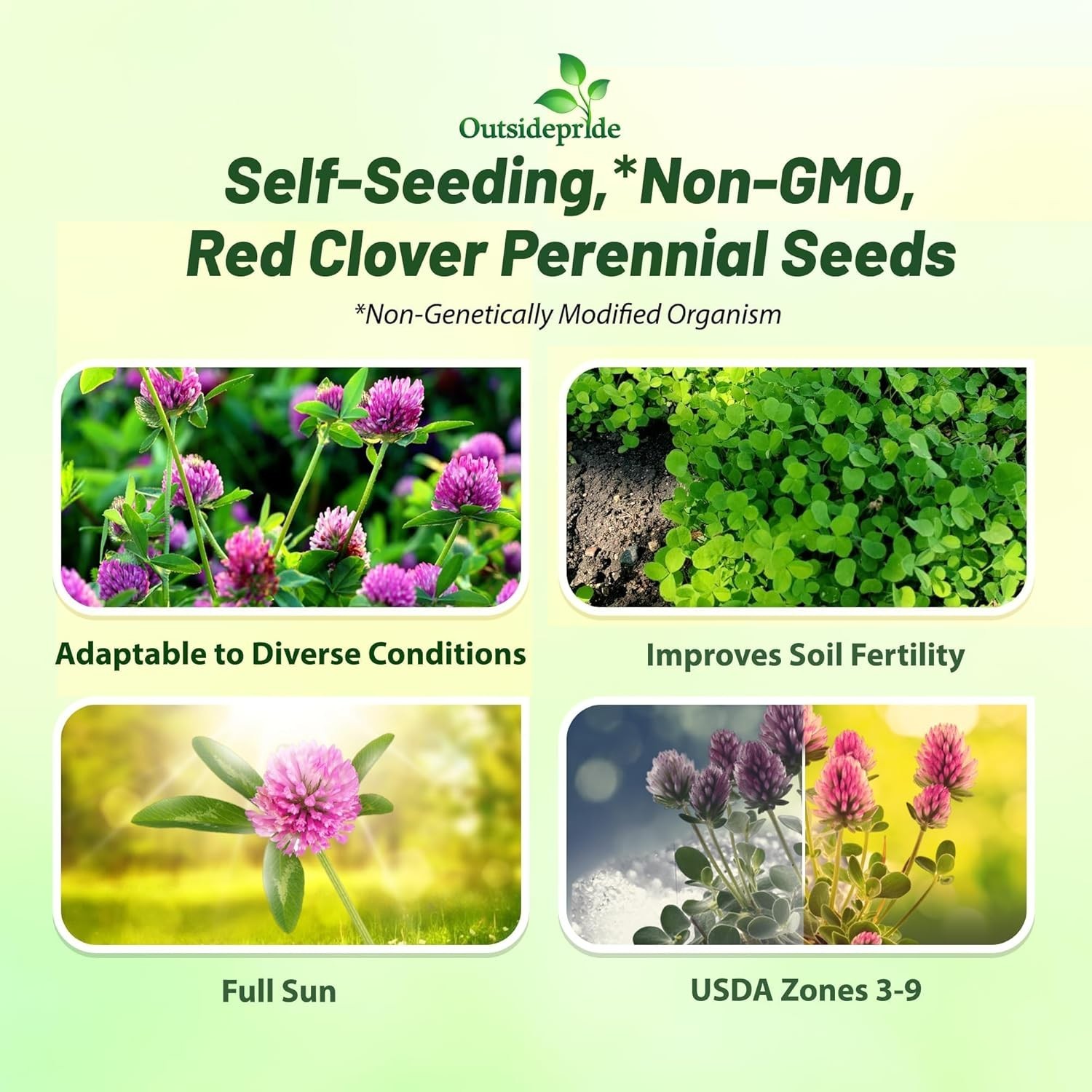 5 lbs Nitrocoated Red Clover Seeds – Drought Tolerant & Pollinator-Friendly