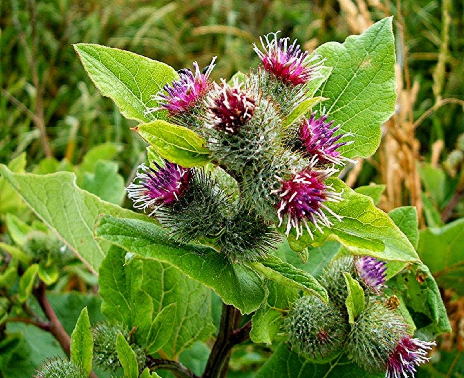Burdock Seeds – Arctium lappa – Root Plant, Edible Biennial Herb – 200 seeds