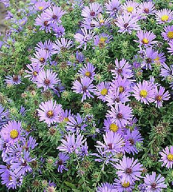 Aster oblongifolius Aroma 250 seeds