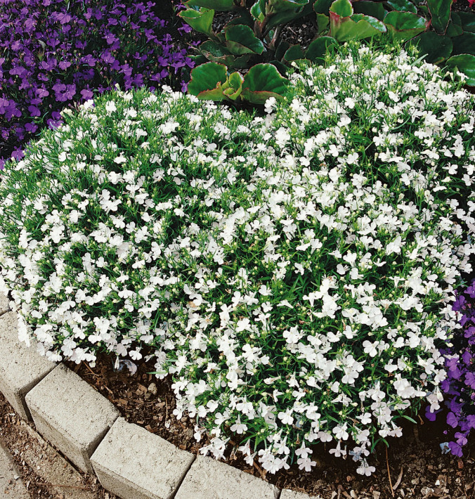 White Lobelia Plant – 2-5″ Tall – 3″ Pot – Compact White Flowering Plant
