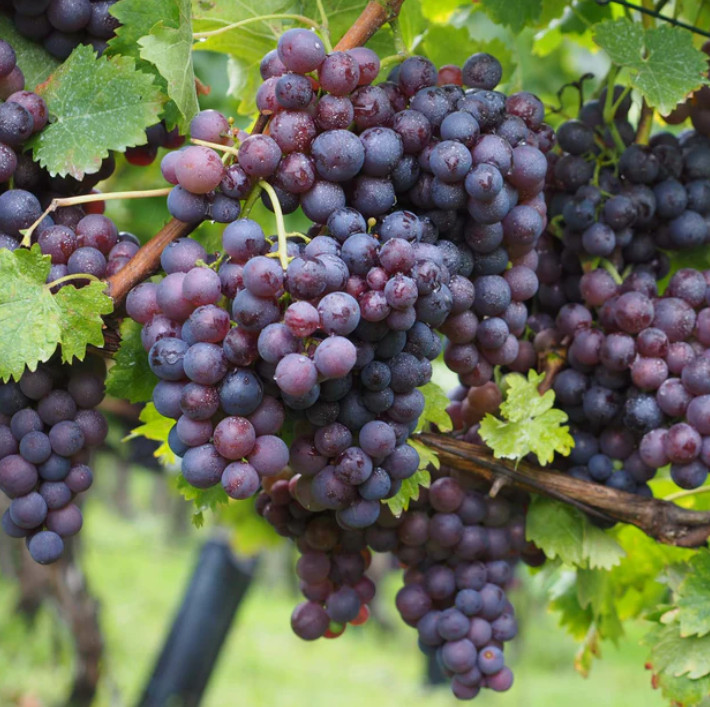 Champagne Grape Plant – 8-14″ Tall – Grown from Cutting – Sweet Mini Grapes
