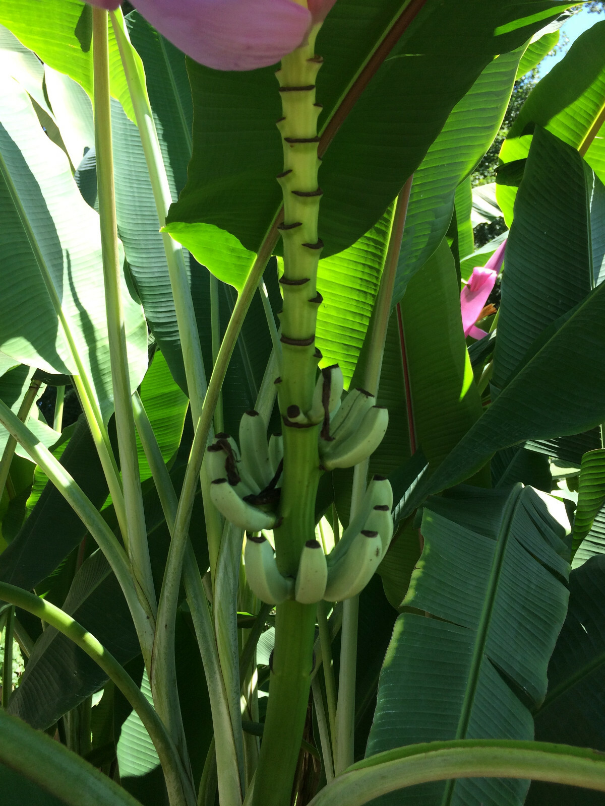 Winter Hardy North American Banana Tree -Beautiful,Fruiting,Homesteading,Organic