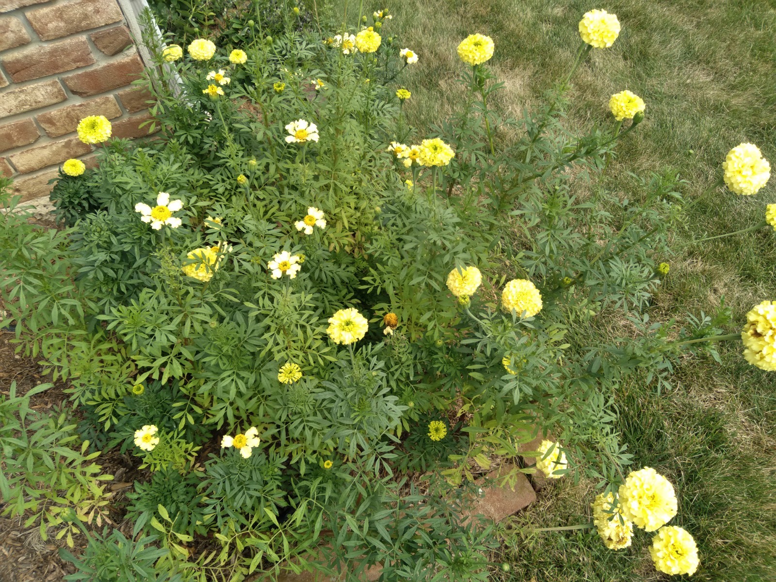 Giant African Yellow Marigold seeds, 200+ seeds
