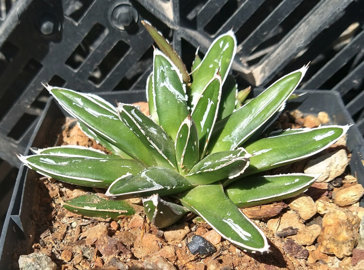 Agave victoria-reginae compacta Queen Victoria Agave 2