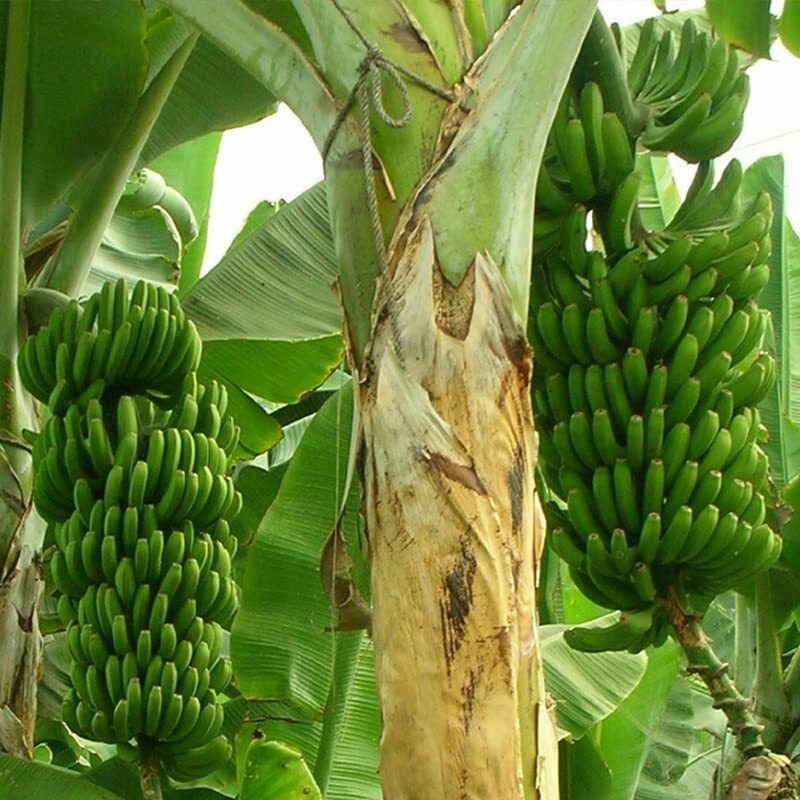 Wild Banana Tree Seeds for Planting – 10 Seeds – Musa acuminata