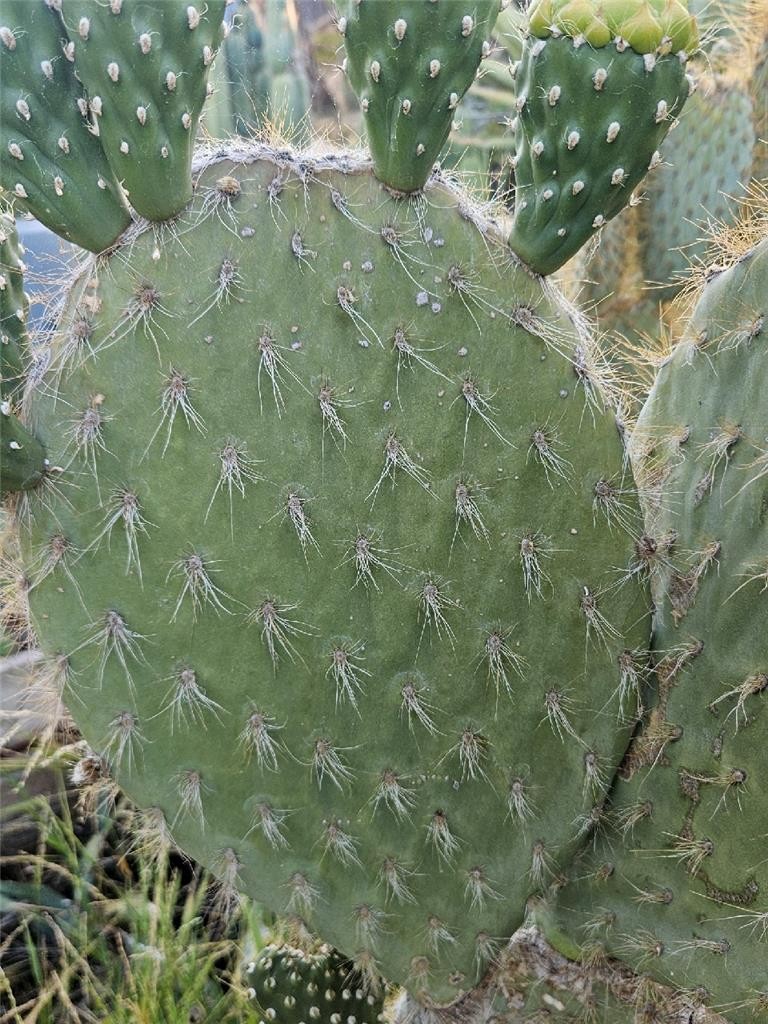 Galapagos Opuntia Megasperma Var Orientalis Selection, Colored Flowers
