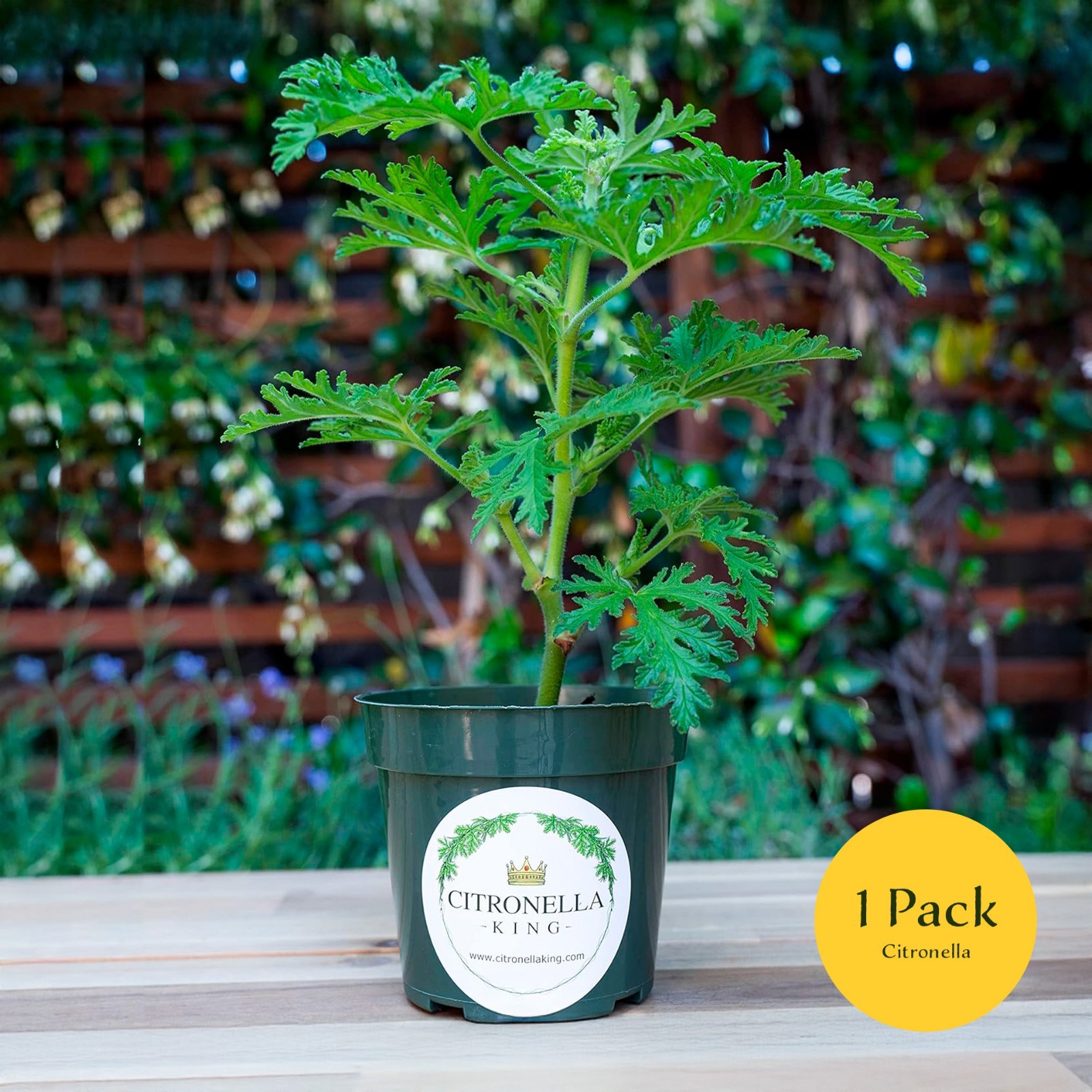 Citronella Plant, Mosquito Plant, Fully rooted in a 4″ Nursery Pot