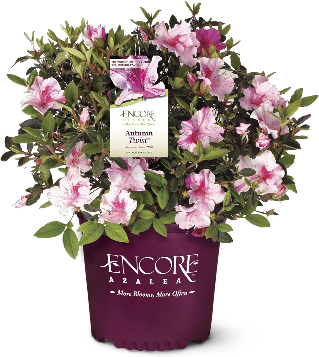 5 Gallon Azalea Plant: -Round Interest, Spring-Fall Blooms