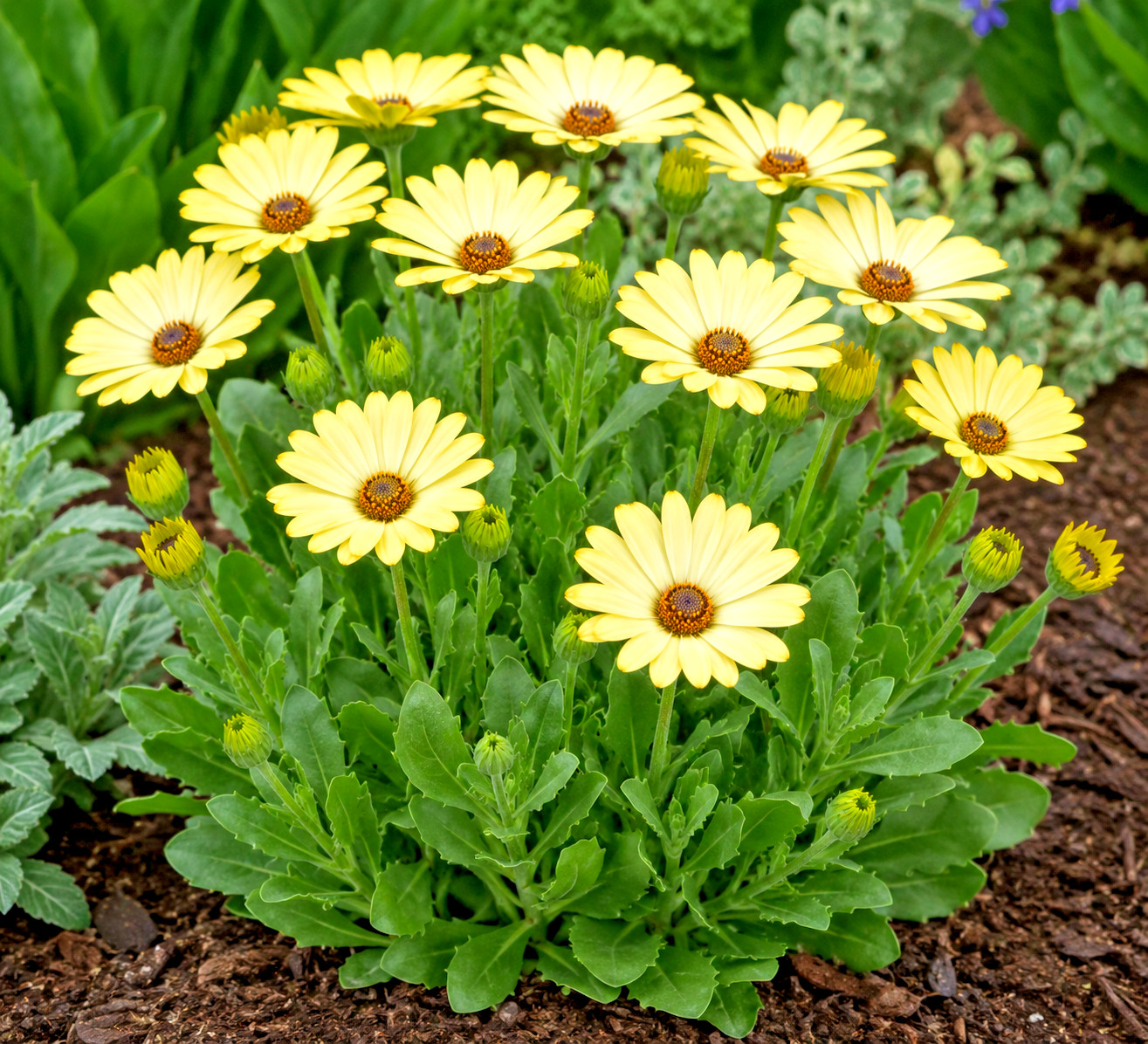 3 Banana Cream Daisy Plant Live Perennial Plant Soft Creamy Yellow Blooms