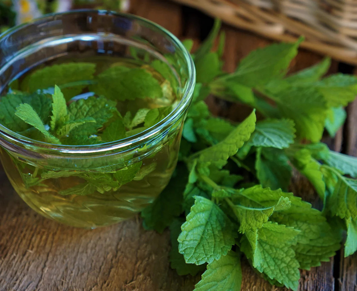 Lemon Balm Seeds | Herb Garden Vegetable Non GMO Basil Citrus Tea Mint Seed 2024