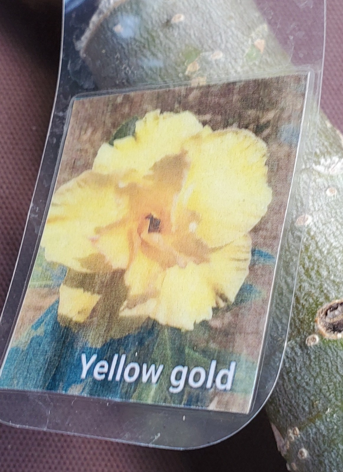 desert rose Adenium obesum plant YELLOW GOLD LARGE New stock “C”