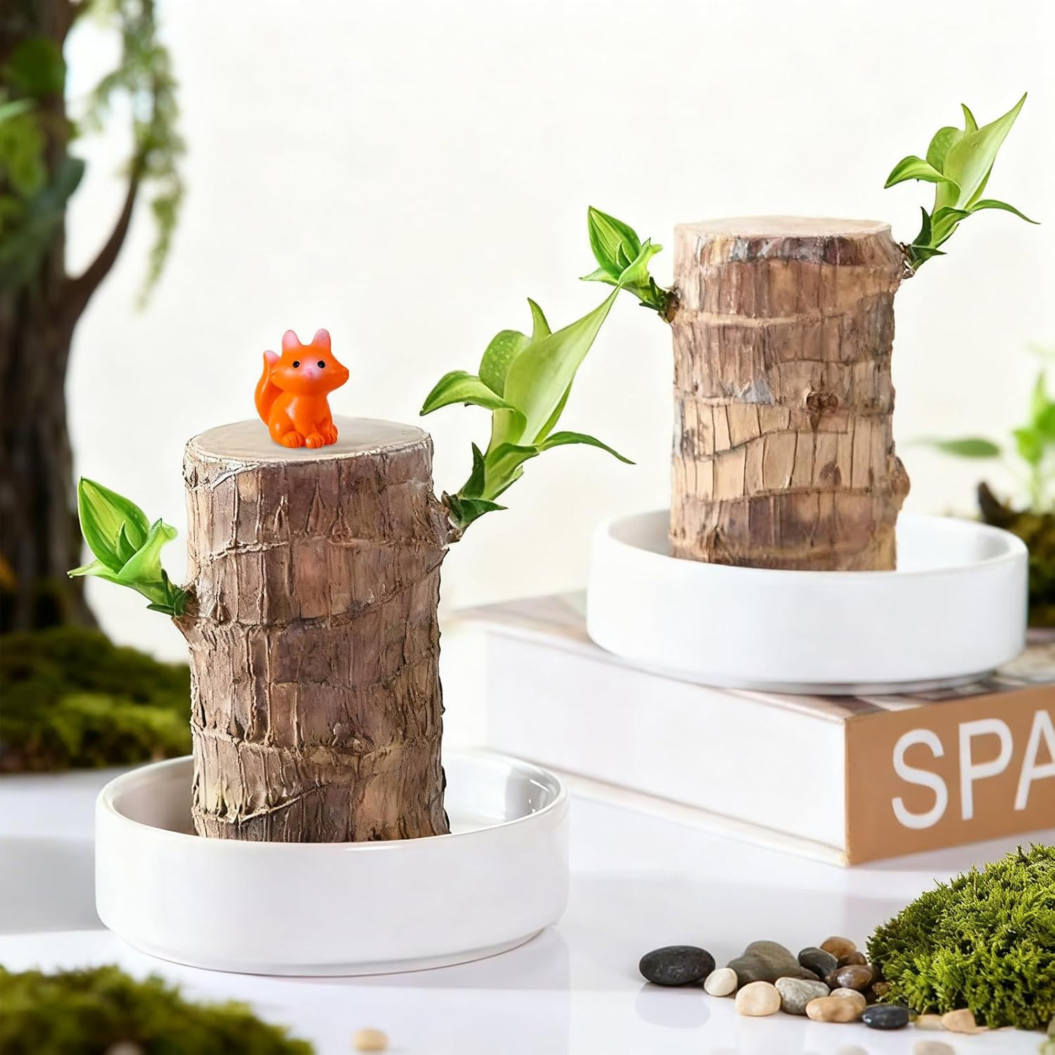 Brazilian Lucky Wood Plant,Fortune Brazil Wood Potted Plant with Little Fox Figu