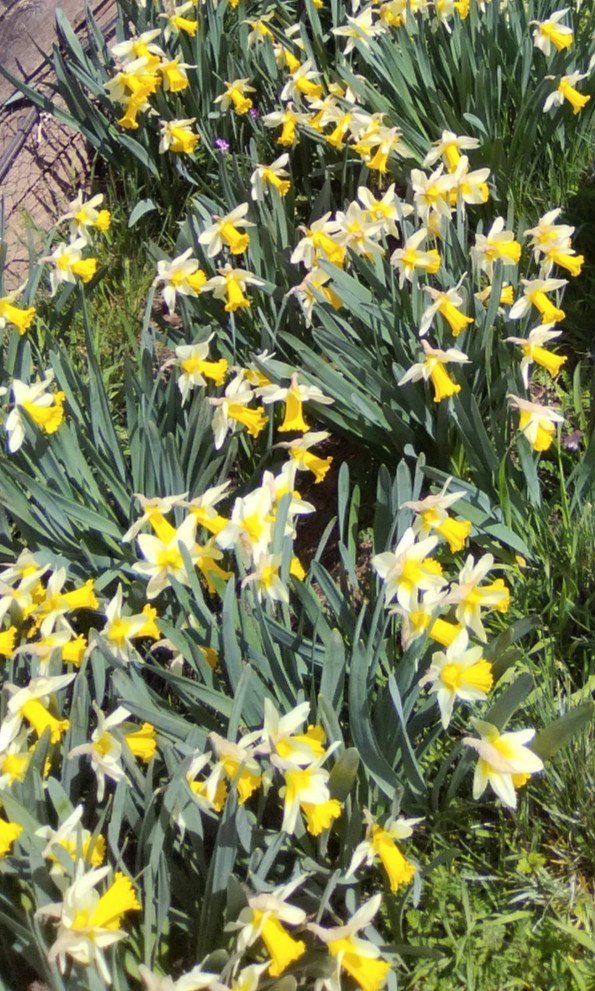 Wild Daffodil Bulbs! Great for naturalizing and containers!