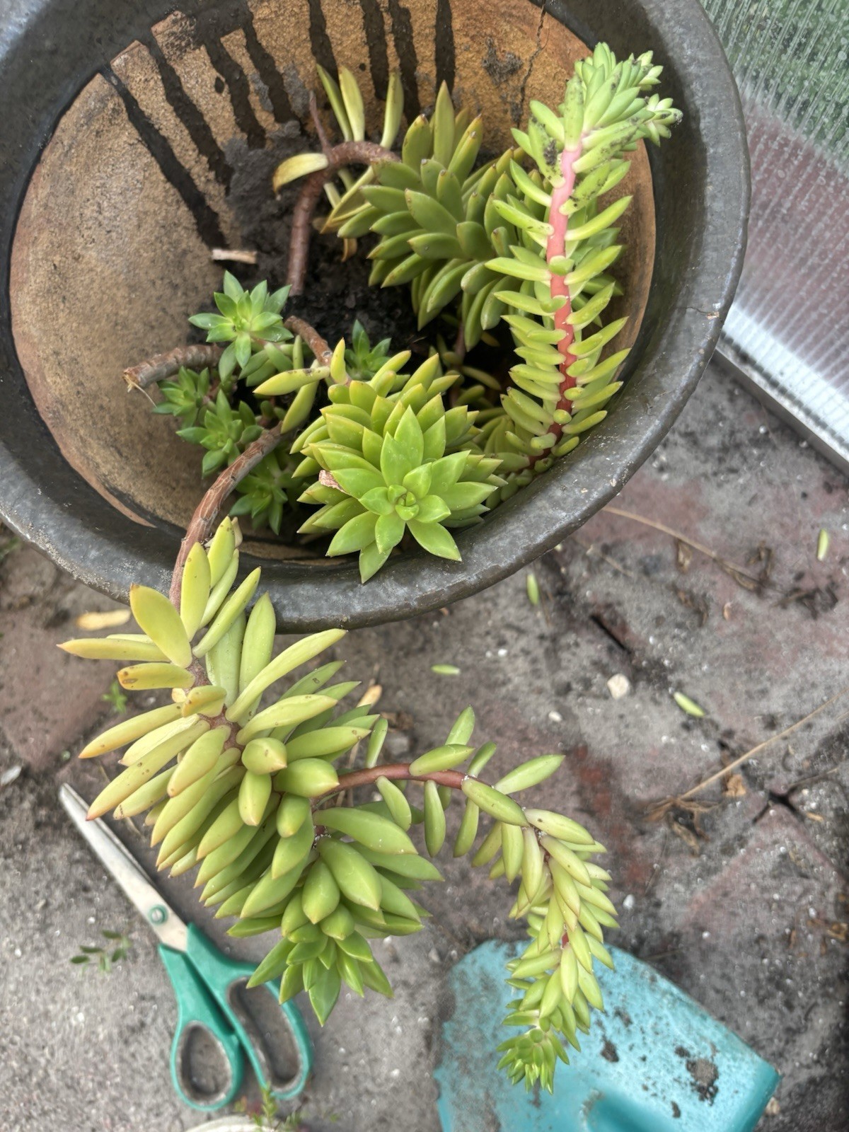 Rare Sedum Adolphi Golden Glow 2-3 Inches Succulent Easy Care Live Plant Cutting