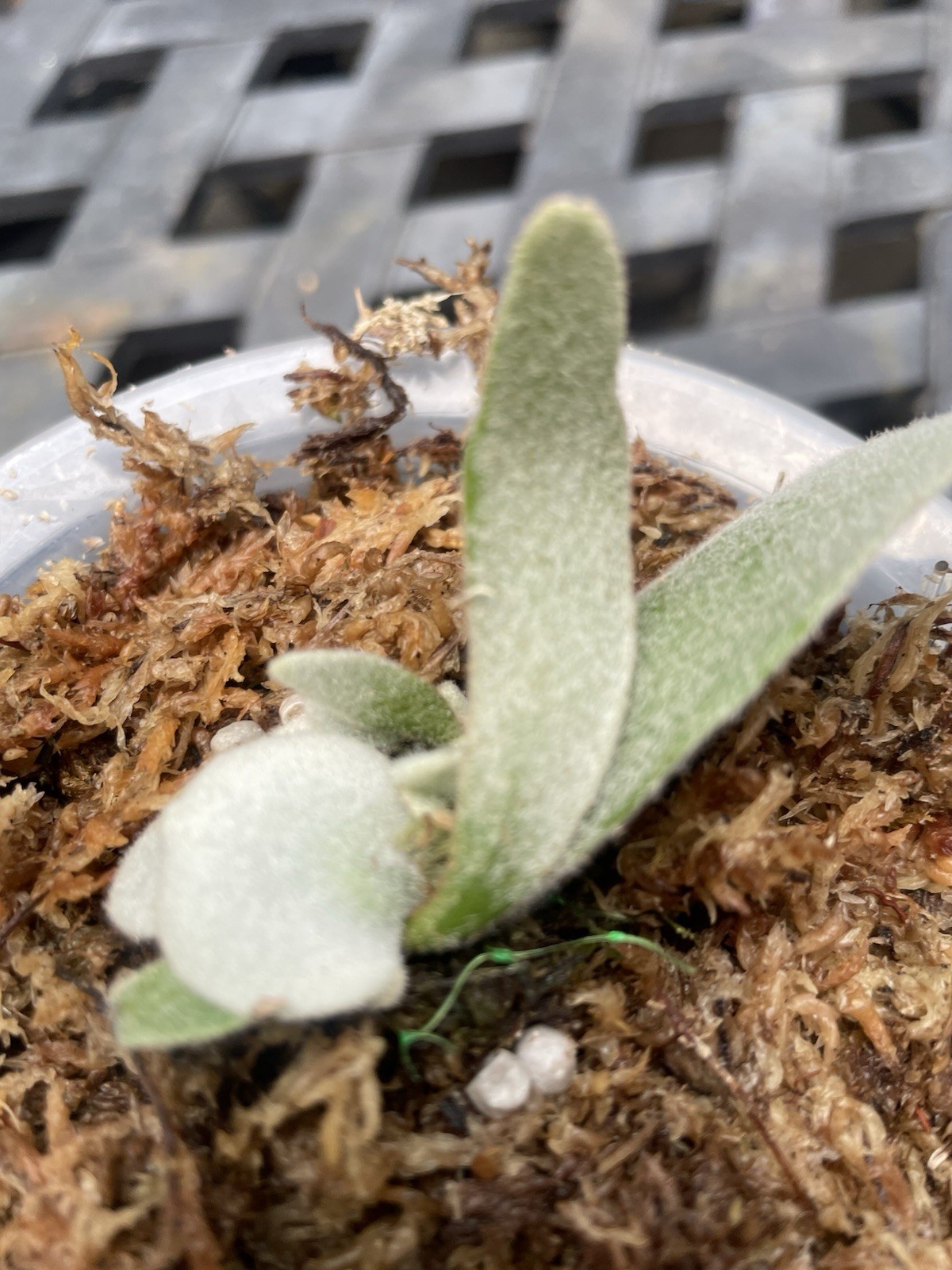 Platycerium Pedro Tatsuta