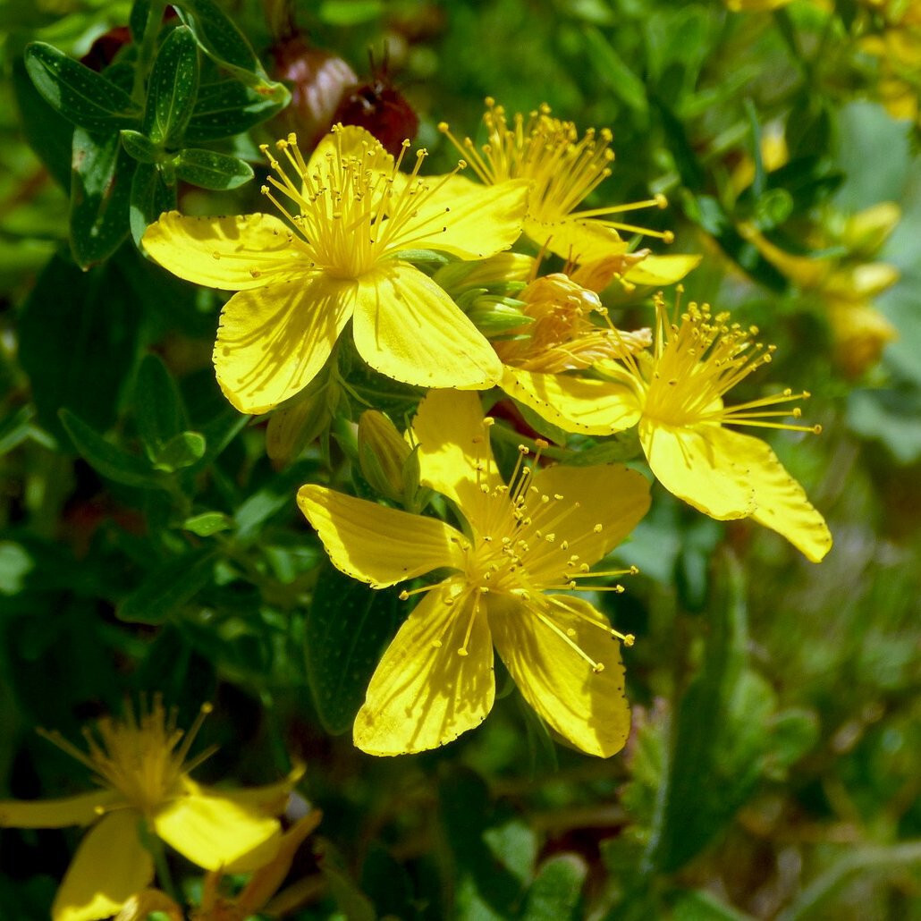 St John’s-wort Hyperion 15 Plants in 3-1/2 inch Pots