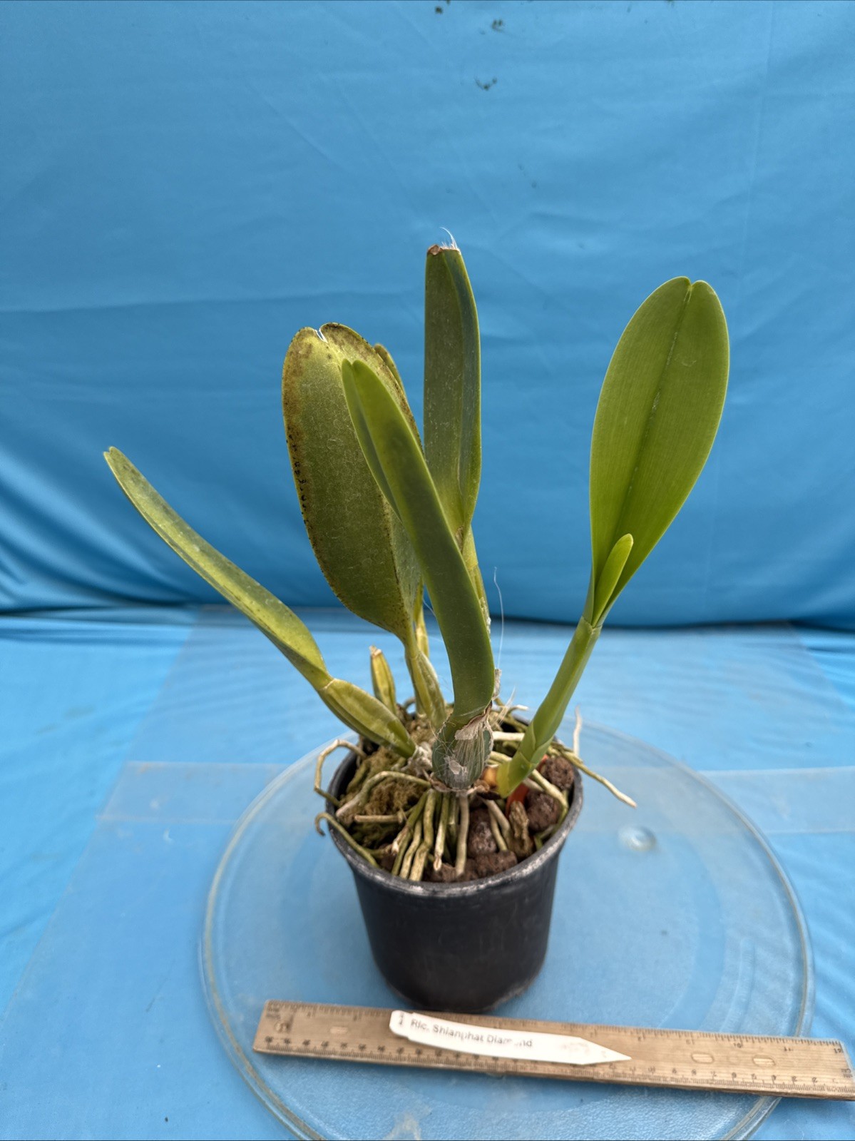 Cattleya Rlc Shinaphat Diamond White Yellow BS Orchid With Sheath 5.5” Pot