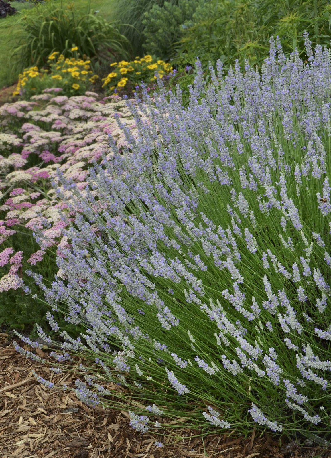 Green Promise Farms Lavandula X Intermedia Provence Lavender Perennial Lavender