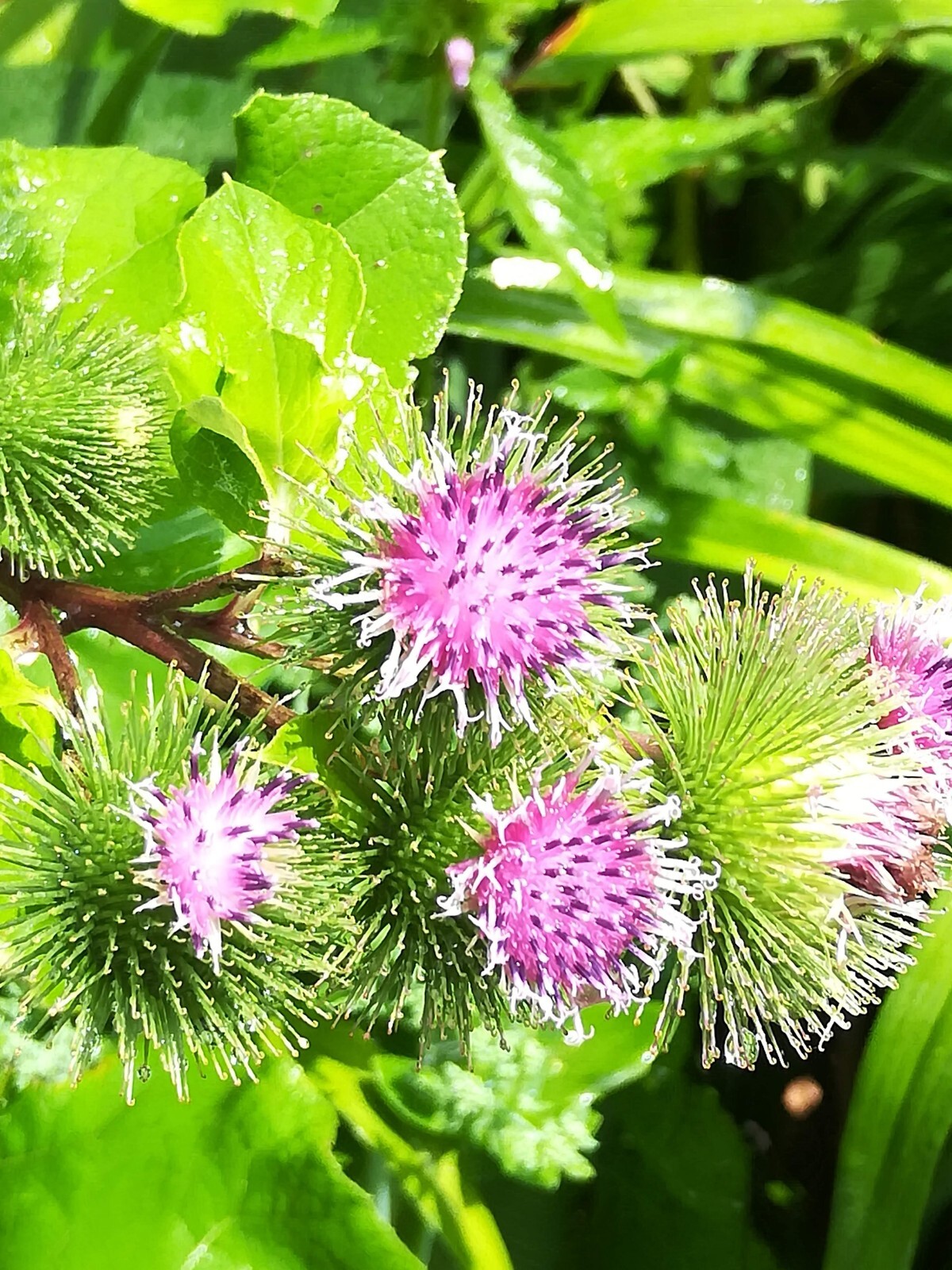 Greater Burdoch, Arctium Lappa 1/4 Tsp.