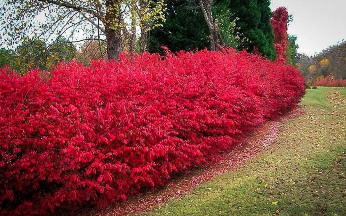 Dwarf Burning Bush – Live Plant in Gallon Pot (12–24″ Tall) – Hardy Shrub