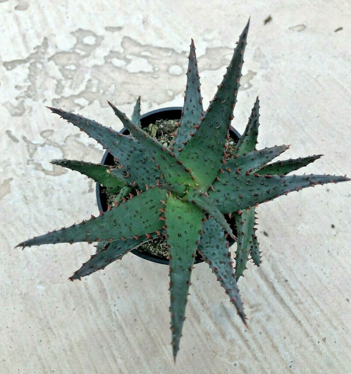 Aloe ‘Wildfire’ PPAF, Comes in a 3.5″ Pot