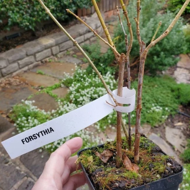 Lynwood Gold Forsythia Live Plant – 6-12″ Tall – 4″ Pot – Hybrid Forsythia