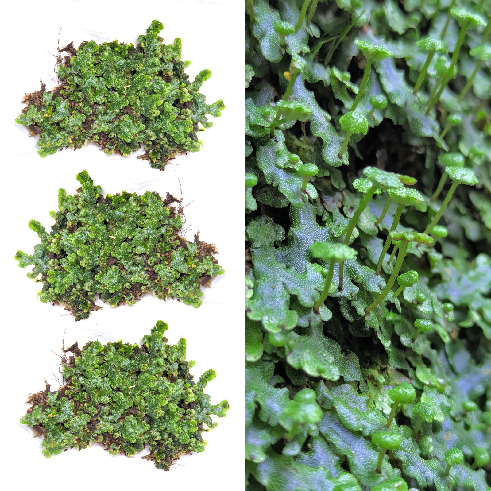 x3 Live Rare Bare Plants : 3″ inch : Marchantia Liverwort rainforest groundcover