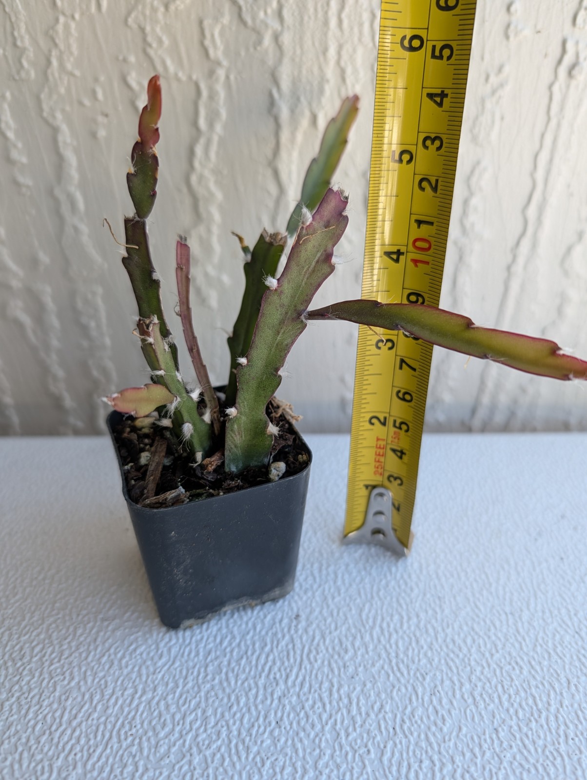 “Rhipsalis Cactus” Lepismium Cruciforme Rooted Cuttings In 2 “Pot