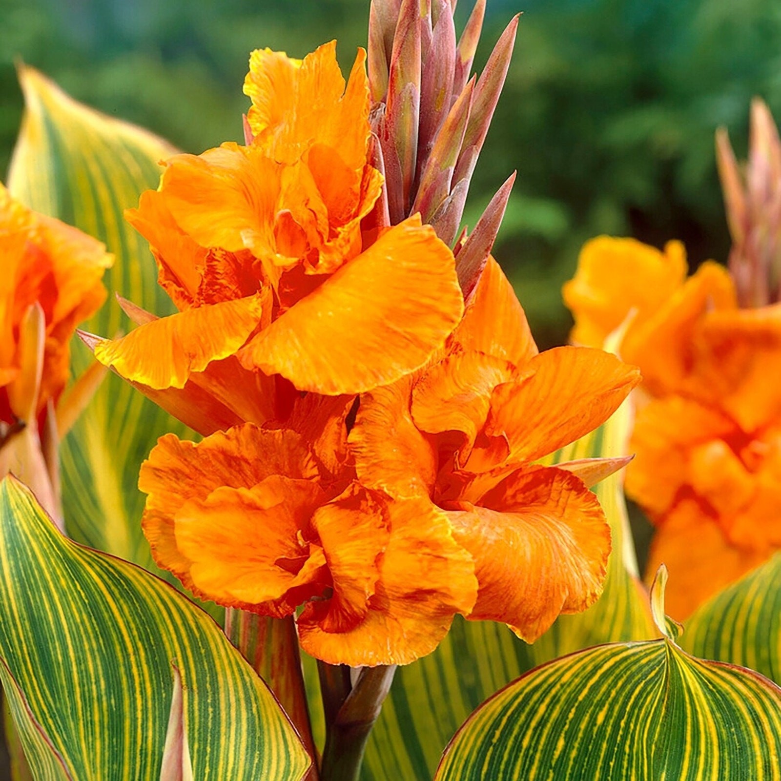 Canna Pretoria Lily Bulbs Bengal Tiger Striata Yellow Flowering Baring Root For