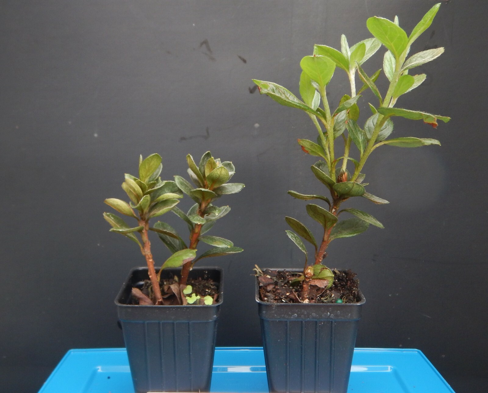 Red Demon Azalea Deciduous SMALL Well Rooted Starter Plant