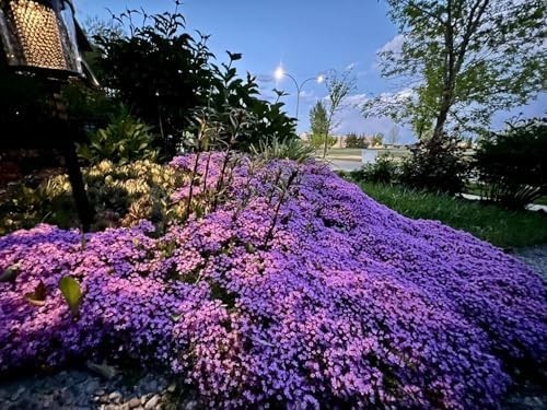 20,000+ Creeping Thyme Seeds Ground Cover, Non-GMO Perennial Flower Purple