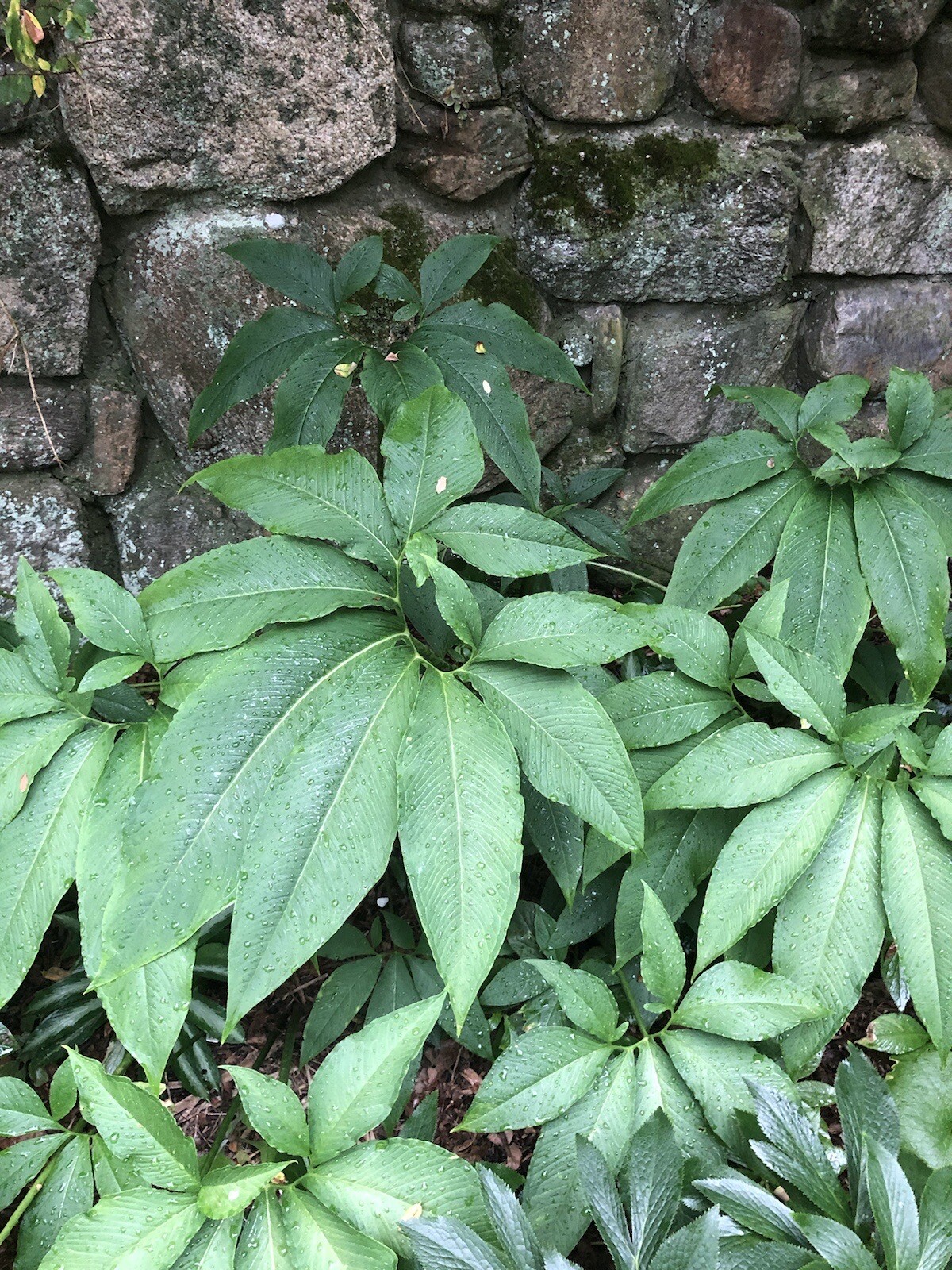 2 SAUROMATUM VENOSUM , Voodoo Lily (Amorphophallus, Arisaema)
