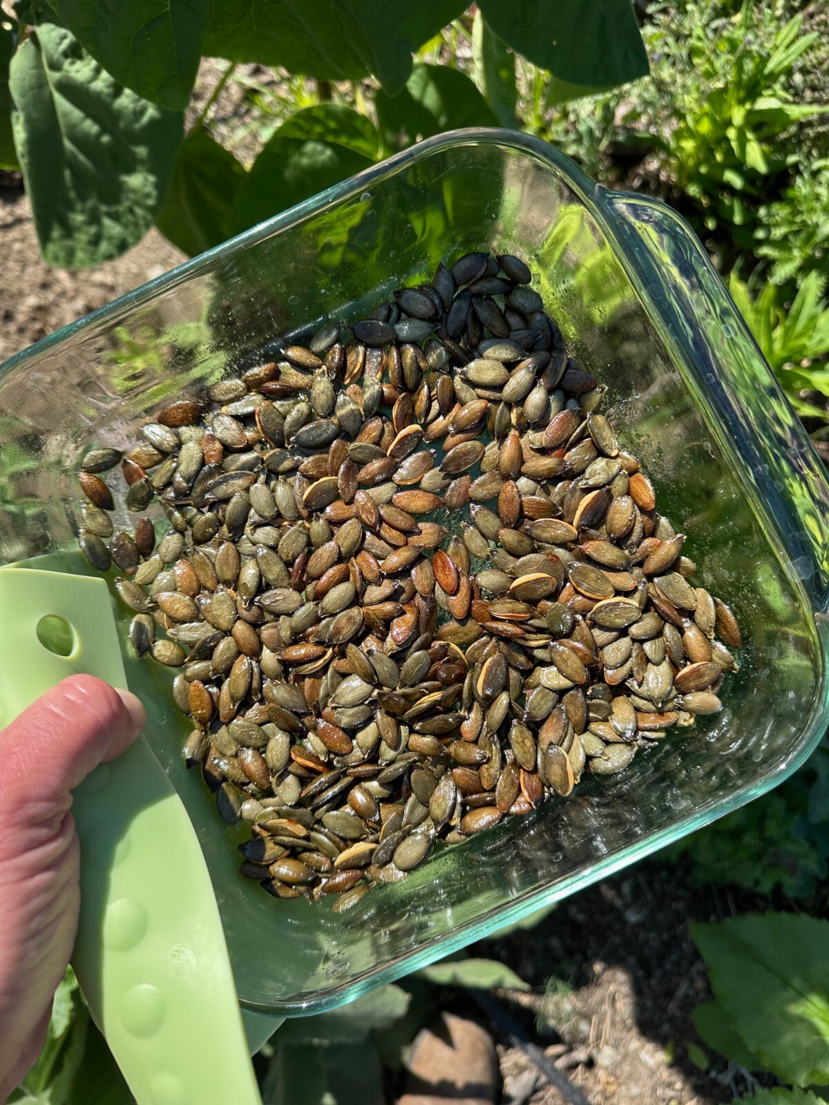 Styrian Hulless Pumpkin Seeds: Certified Organic, Non-GMO Seed Packet or Bulk