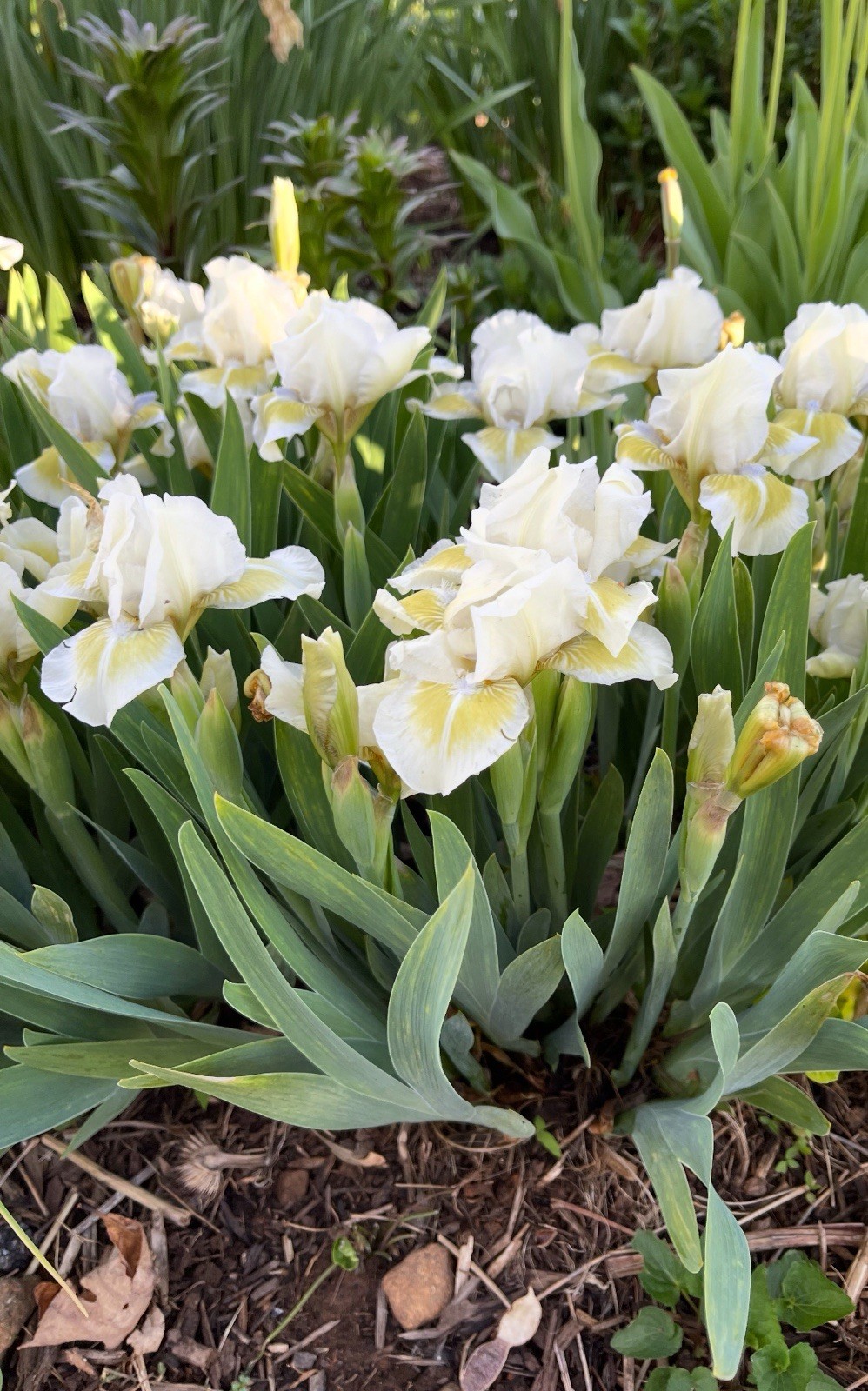 Lot of 6 DWARF Bearded Iris Rhizomes/Bulbs~Perennial Flower~White and Yellow