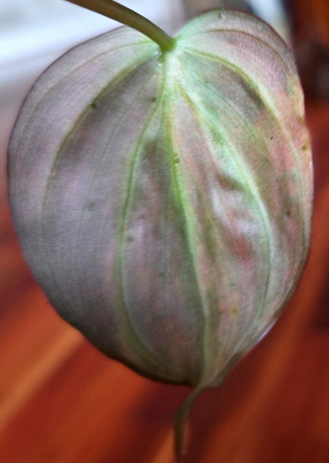 Rare Philodendron Variegated Pink Micans Ferrari Aroid Not Anthurium Monstera