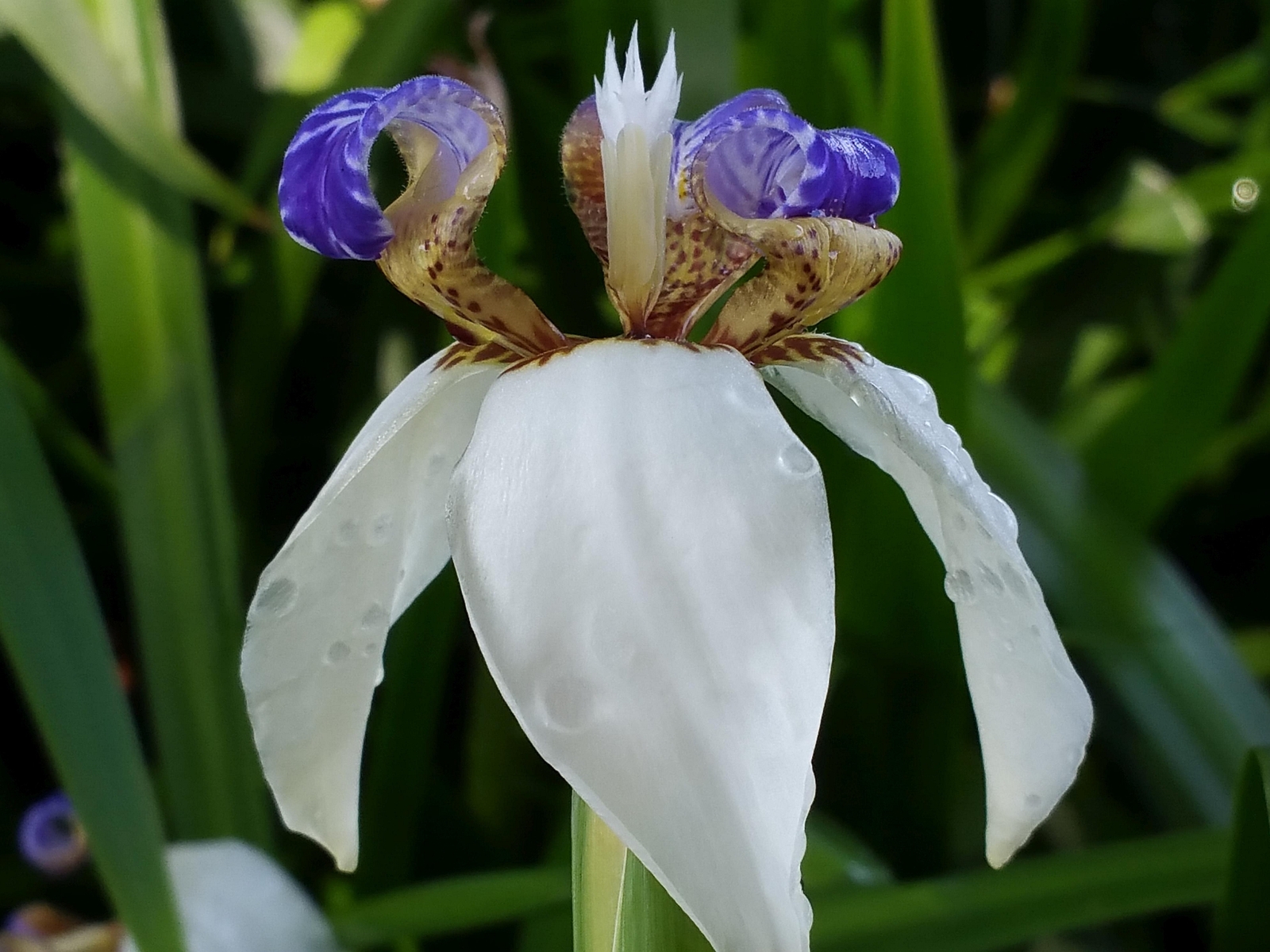WHITE BLUE Walking Apostle Iris Plant Fragrant Spring Bloom Shade Garden Bog
