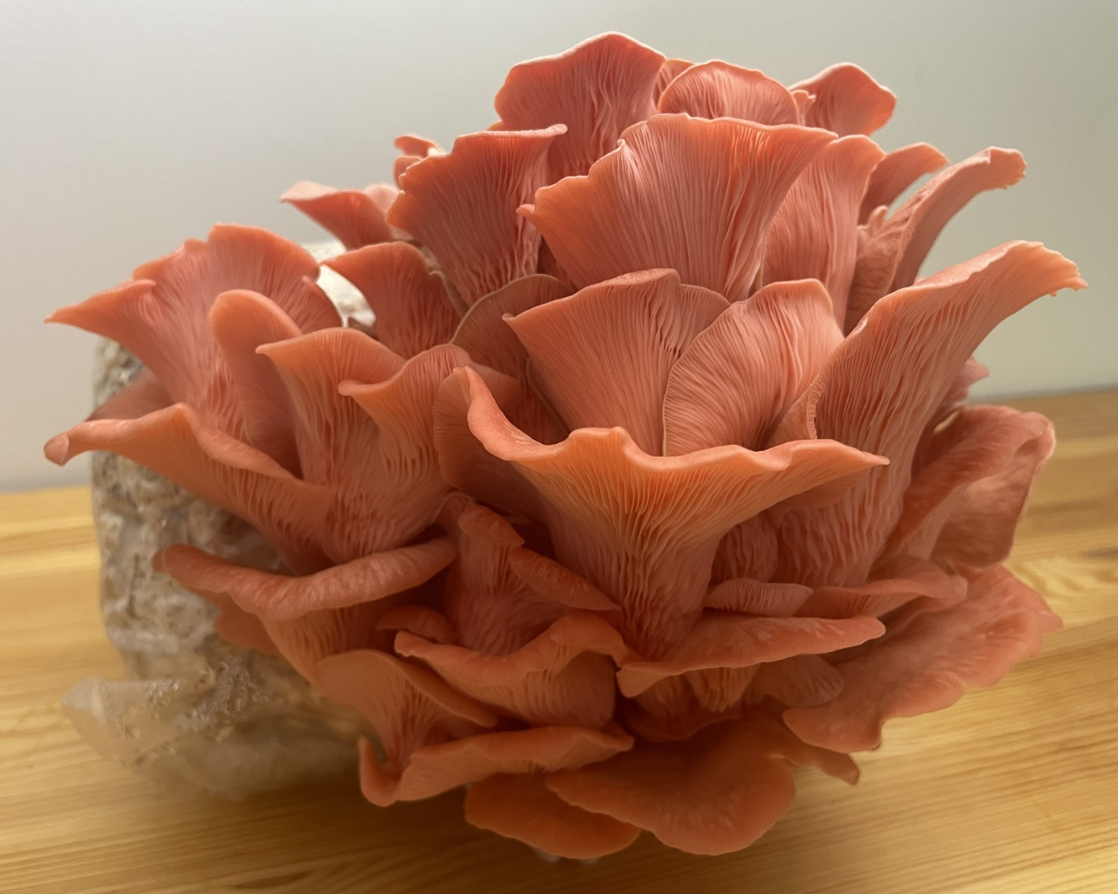 2-pack Pohu and Pink Oyster Mushroom Grow Kit, 5# blocks, ready to fruit